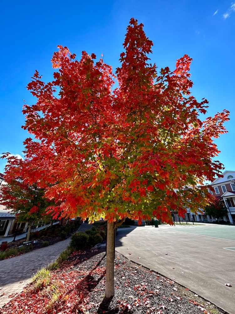 full tree of green, yellow, red, and orange leaves with a clear blue sky behind it 